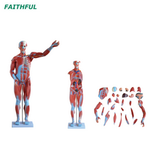 XC-334 MODELO DE MUSCULOS HUMANOS 80CM (27 partes)