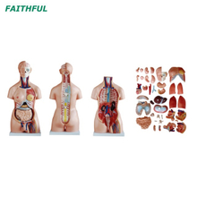 XC-208 Torso unissex de 85cm 40 partes