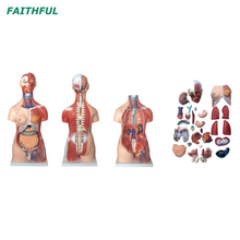 XC-210 85cm Torso do músculo unissex 30 partes