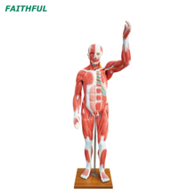 XC-339 Modelo muscular humano em tamanho real (29 partes)