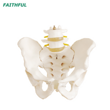 Pelvis em tamanho real XC-128 com vértebras lombares 2pcs