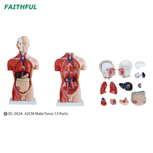XC-202Series 42cm Male/Feminino Torso 15 partes/13 partes