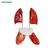 Modelo pulmonar XC-321B (1 parte)
