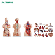 XC-204Series 85cm Unissex/Tri-Sex Torso 23 partes