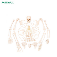 XC-130SERIES DISATULULEL Skeleton com Skul/Painted Muscle