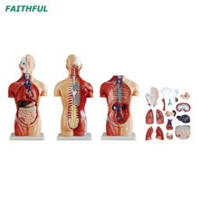 XC-207 42cm Torso sem sexo 18 partes