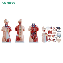 Torso unissex de 45cm XC-205 23 partes