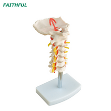 Coluna vertebral cervical XC-133 com artéria pescoço