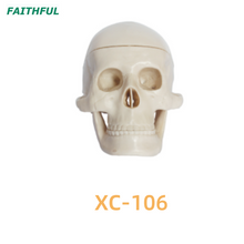 Crânio de plástico em miniatura XC-106