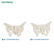 Pelve masculina/feminina