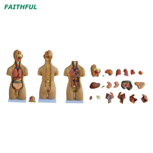XC-209 Torso unissex de 55cm 20 partes