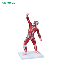 XC-335 Modelo de Músculo Humano de 50cm Masculino (1 parte)