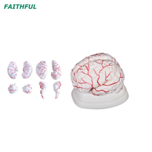 Cérebro XC-308 com artérias