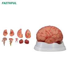 Cérebro XC-308D com artérias 9 partes