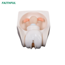 Modelo de prática de contracepção feminina XC-417A