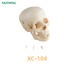 Skull Modelo XC-104 Series