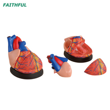 Modelo de coração XC-307Series