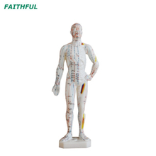 Modelo de acupuntura XC-506 26cm