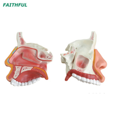 Cavidade nasal XC-309