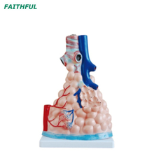 Modelo Alveoli pulmonar ampliado XC-302