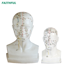 XC-507A/XC-507 （Modelo de acupuntura na cabeça） em tamanho real