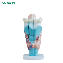 XC-301 Modelo de laringe humana ampliada