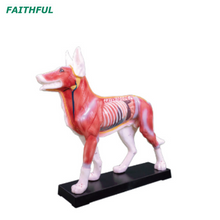 Modelo de acupuntura animal XC-600Ses
