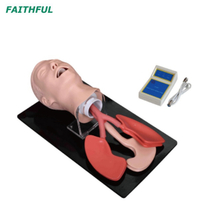 Modelo de Intubação da Traquea Humana XC-407Ses