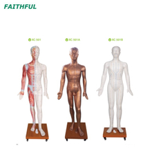 XC-501Series Deluxe Acupuntura Modelo 178cm