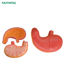 Modelo de estômago XC-306