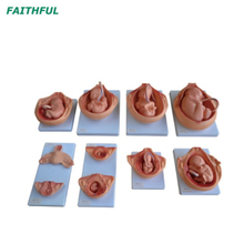 Série XC-414 O processo de desenvolvimento do feto