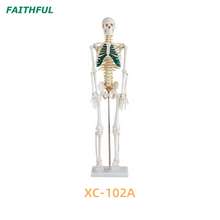 Esqueleto de 85 cm com nervos XC-102a/b/c