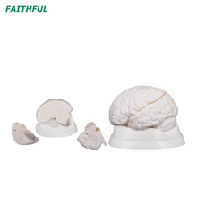 Modelo cerebral da série XC-304