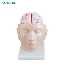 Modelo cerebral da série XC-318