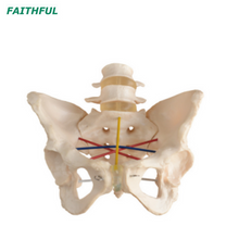XC-469 Modelo de demonstração de pelvimetria