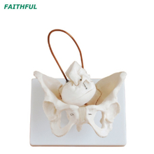 Modelo de demonstração de nascimento XC-127